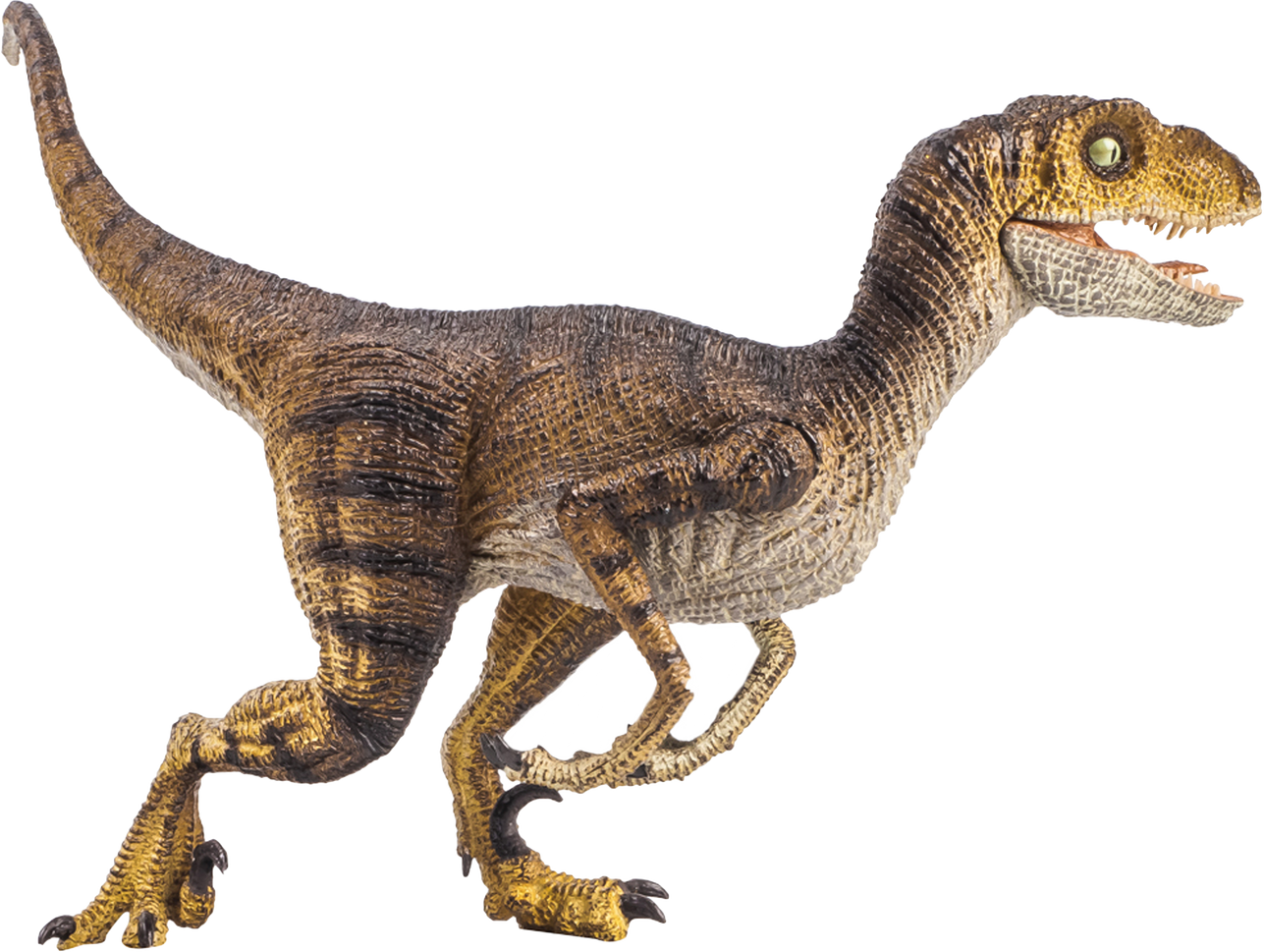 Velociraptor  , dinosaur on isolated background .